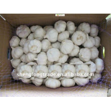 chinese garlic exporters